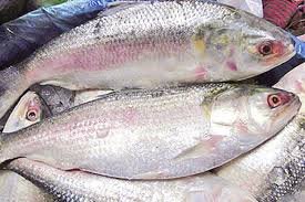 Hilsa Fish